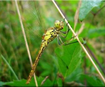 Dragonfly Rumput Musim Panas