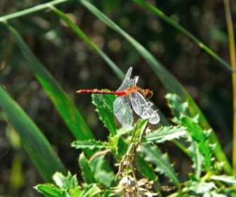 dragonfly red nature