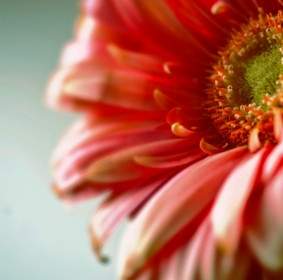 dreamy gerbera flower