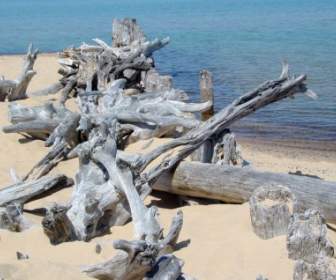Playa De Lago Superior Driftwood