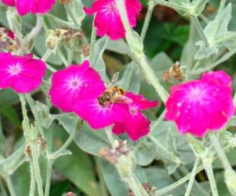Drone Fly On Pink Flower