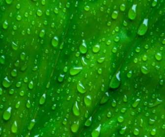 Drops On Green Leaf