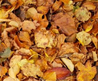 أوراق الخريف الجافة الملمس