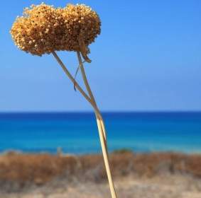 Dry Plant And Blue Sea