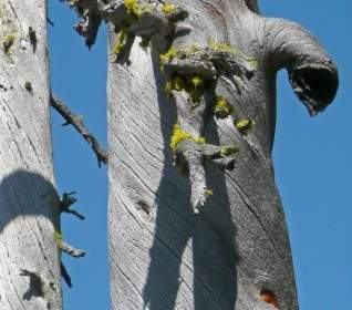 dry tree blue