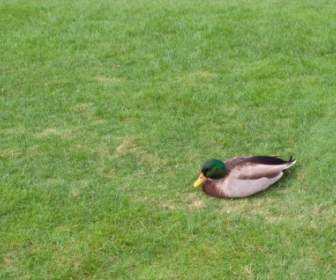 Duck On The Grass