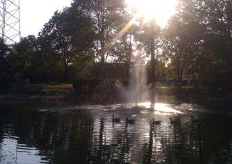 Ducks At The Pond