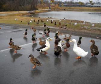 Ducks In The Park