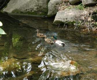 Ducks On The Swim
