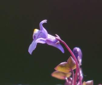 Dulcimer Herb Flower Blue