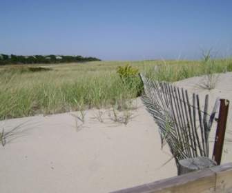 Dunes And Fence