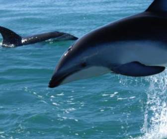 Mare Di Delfini Lagenorinco Scuro