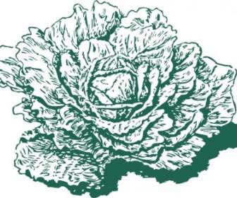 Dutch Cabbage Clip Art