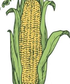 Ear Of Corn Colored Clip Art