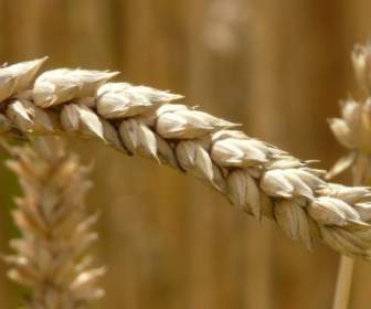 耳の小麦の穀物