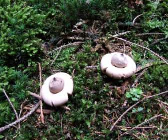 Earthstar