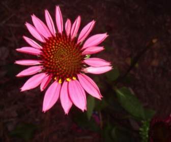 echinacea pink nature