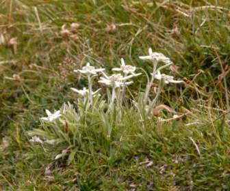 Edelweiss Alpine Flower Rarely