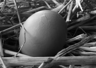 Uovo E Paglia