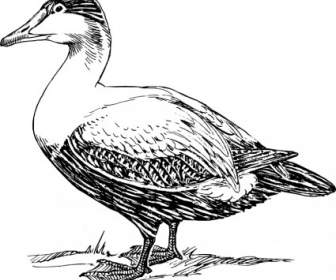 Elder Duck