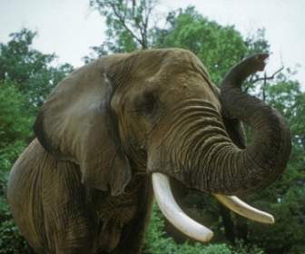 象のアフリカのサバンナの動物