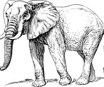 Clipart De Elefante