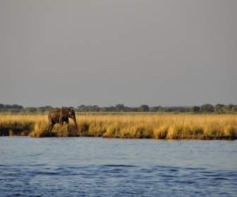 孤独な象 Wasserelefant のハイキング