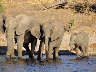 Elefante Filhote De Elefante Elefante De água
