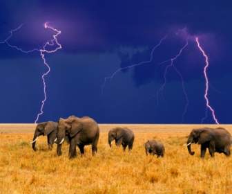 éléphants Dans Une Tempête Qui Approche Fond D'écran Animaux éléphants