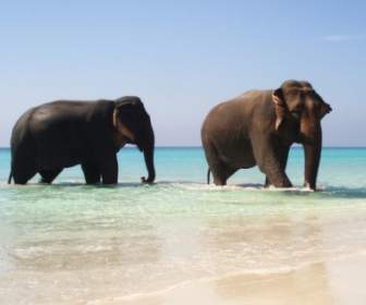 Elefantes En El Paraíso Wallpaper Animales Elefantes