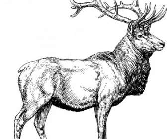 Elk