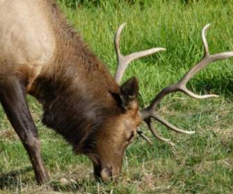 elk animal nature