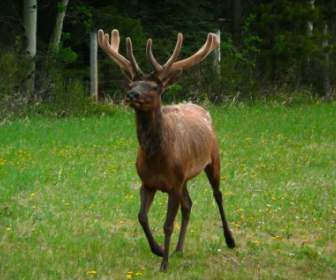 Elk Animal Wildlife