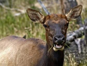 elk female animal