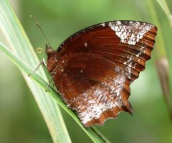 elymnias hypermnestra butterfly beautiful