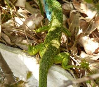 Emerald Lizard Lizard Reptile