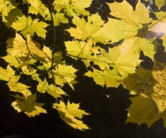 Emerge Leaves Maple