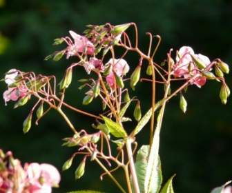 Epilobium Springkraut Pflanze Blume