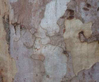 Eukalyptus-Hintergrund