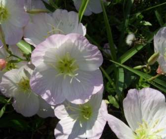 Evening Primrose Hoa