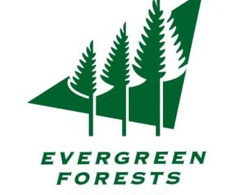 Foreste Evergreen