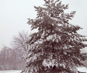 在雪中的长青树