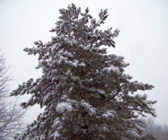 árbol De Hoja Perenne En La Nieve