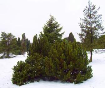 árboles De Hoja Perenne Y Arbustos En La Nieve