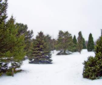 Immergrüne Bäume Im Schnee