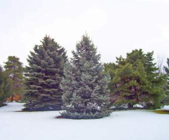 雪の中で常緑樹