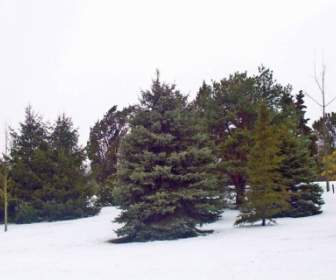 أشجار دائمة الخضرة في الثلج