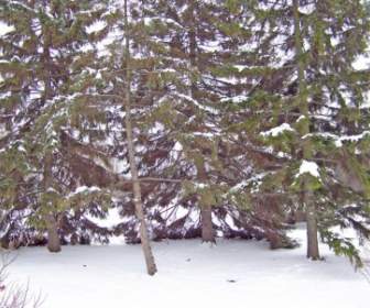Evergreens Im Schnee