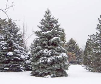árboles De Hoja Perenne En La Nieve