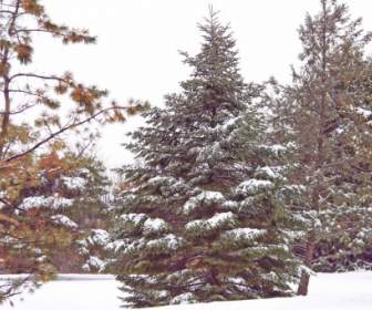 在雪中的常青樹